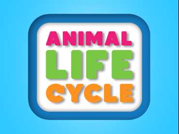 Animal Life Cycle