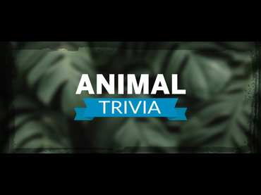 Animal Trivia